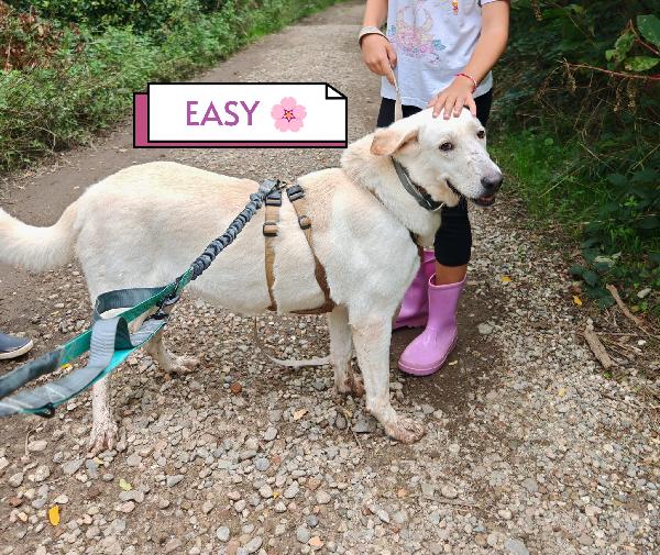 Splendida Labrador - EASY Foto 7